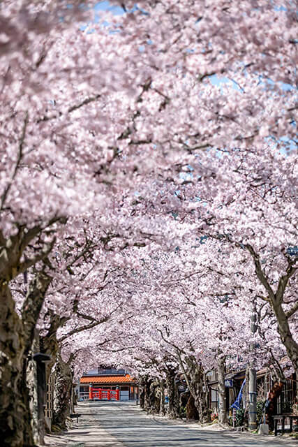 新庄村　がいせん桜写真